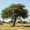 Akácie senegalská (Acacia senegal)