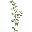 Aerva lanata (Mountain knotgrass)