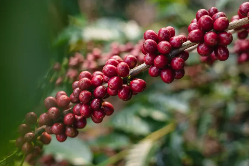 Coffee Source Brazil Fazenda Sertao, 250g