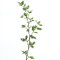 Aerva lanata (Mountain knotgrass)