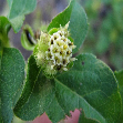 Acantospermum australe