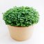 Bujónka InGreen Microgreens set 2+2 Rukola