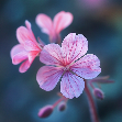 Geránium (Pelargonium Graveolens)