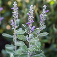 Šalvěj lékařská (Salvia officinalis)
