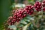 Coffee Source Brazil Fazenda Sertao, 250g