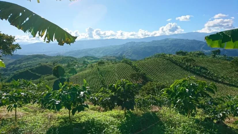 Coffee Source Colombia Chévere decaf - bezkofeinová káva, 250g