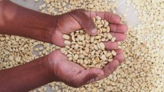 Coffee Source El Salvador - Mauricio Escalon, 250g