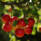 Acerola (Malphighia glabra)