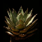 Agáve (Agave Americana)