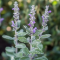 Šalvěj lékařská (Salvia officinalis)