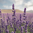 Levandule lékařská (Lavandula angustifolia)