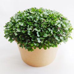 Bujónka InGreen Microgreens set 2+2 Kedluben růžový