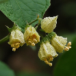 Achyrant dvouzubý (Achyranthes bidentata)