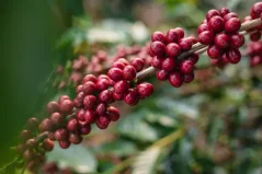 Coffee Source Brazil Fazenda Sertao, 250g