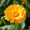 Měsíček lékařský (Calendula officinalis)