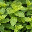 Meduňka lékařská (Melissa officinalis)