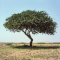 Akácie katechová (Acacia catechu)