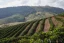 Coffee Source Brazil Fazenda Sertao, 250g